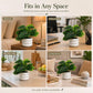Mini Artificial Plant in White Zen Ceramic Pot for Decor