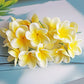 Artificial Plumeria Flower Stems Set – Real-Touch Frangipani